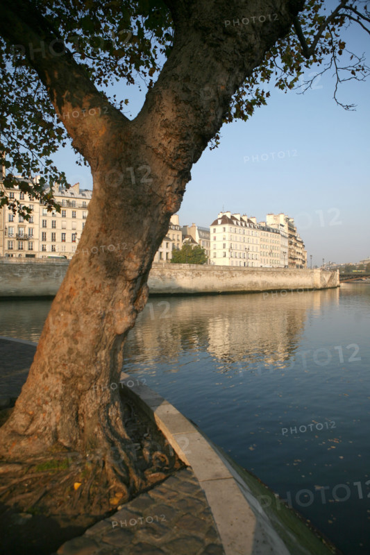 France, Paris 4e, ile de la cite, quai aux fleurs, la Seine, immeubles, arbre a la pointe de l'ile,