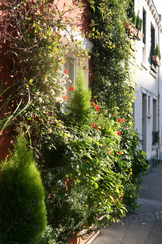 France, Paris 13, cite Floreale, petites maisons autour de la rue Brillat Savarin, vegetation,