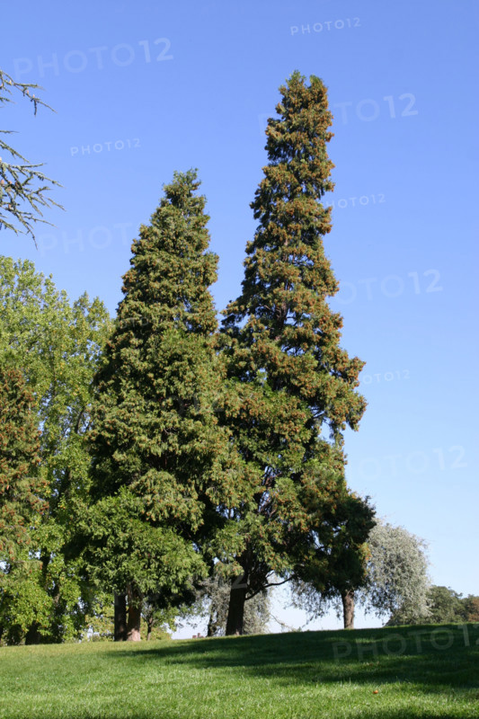 France, Paris 19e, parc de la butte du chapeau rouge, boulevard d' algerie, jardin public,