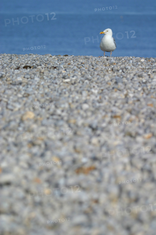 France, Normandie, Seine Maritime, cote d'albatre etretat, goeland argente, plage, gales,