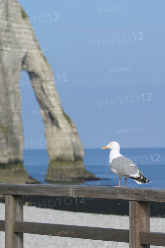 France, cote d'albatre