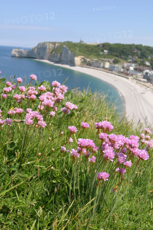 France, Normandie, Seine Maritime, cote d'albatre etretat, falaise d'aval et plage, galets, falaise d'amont au fond, , fleurs roses d'armeries maritimes en premier plan,