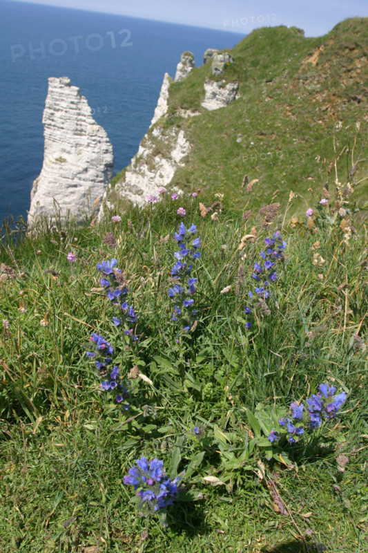 France, Normandie, Seine Maritime, cote d'albatre etretat, falaise d'aval, aiguille, fleurs bleues, mer,