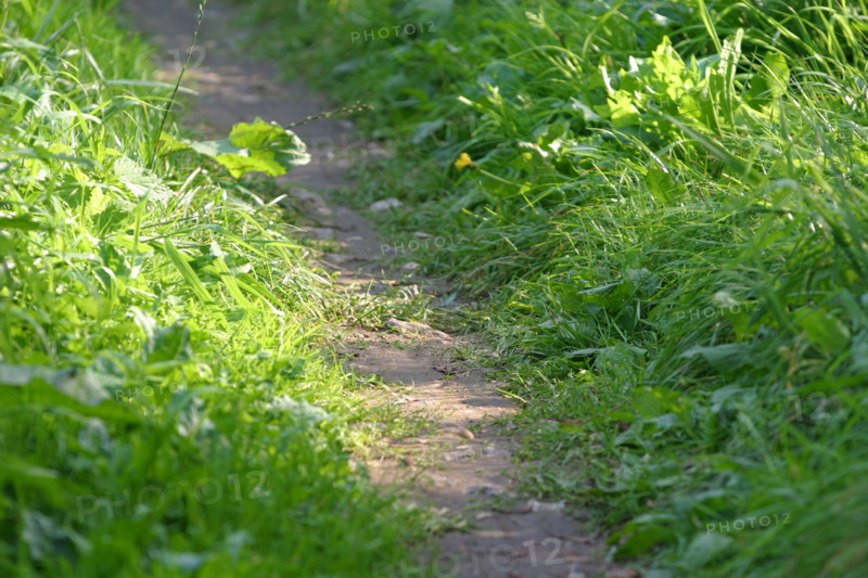 France, Normandie, Seine Maritime, pays de la bresle maritime, chemin des etangs, sentier, herbe,