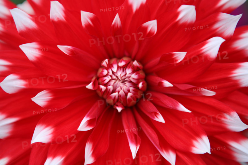 France, Normandie, Seine Maritime, terroir de caux, etaimpuis, clos du coudray, jardin botanique, fleur de dahlia