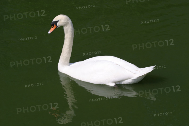 France, Basse Normandie, Manche, Cotentin, flamanville, chateau, douves, cygne,