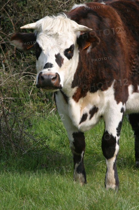 France, Basse Normandie, Manche, Cotentin, cap de la hague, agriculture, vache normande, elevage,
