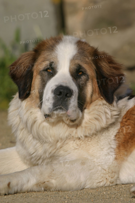 France, dog