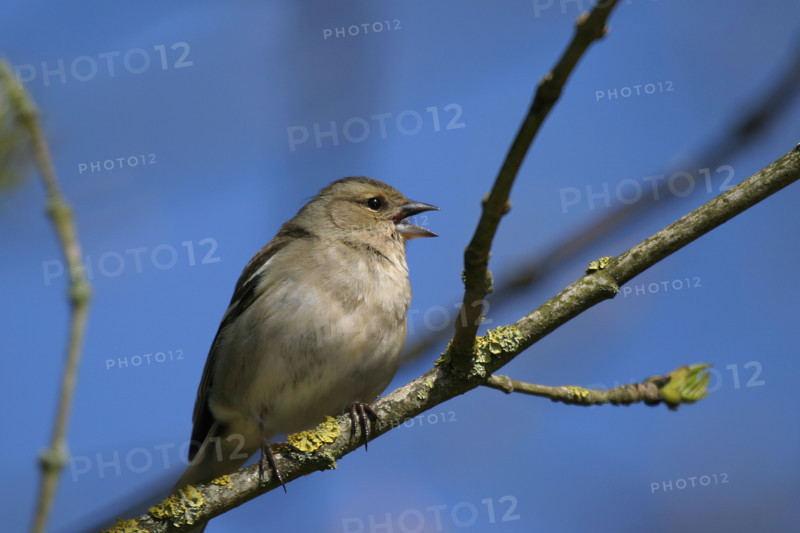 France: Normandie, oiseau sur une branche, moineau qui chante,