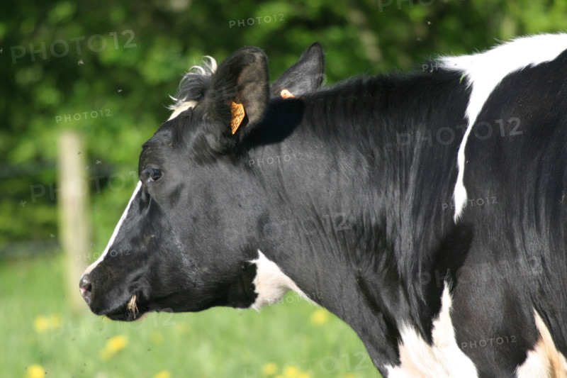 France, bovine breeding