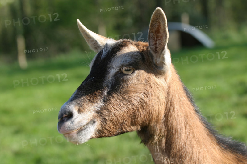 France: Normandie, agriculture, animaux de la ferme, chevre,
