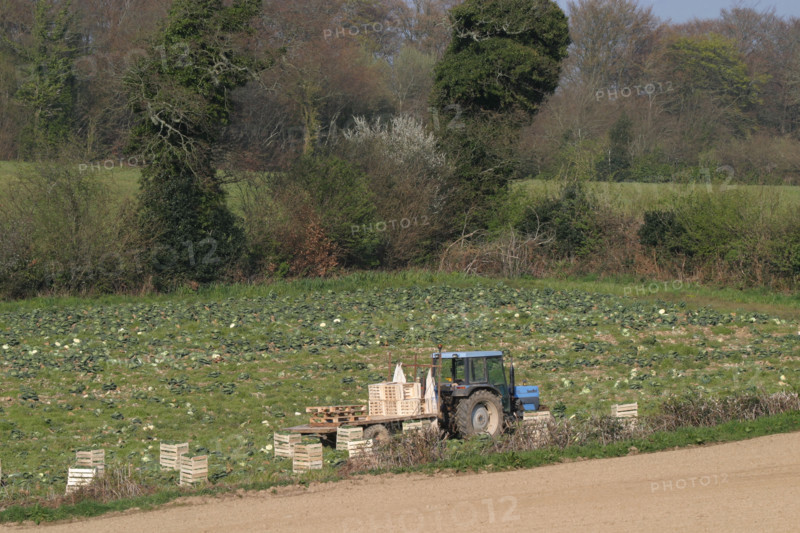 France: Normandie, agriculture, tracteur, champ, culture maraichere,