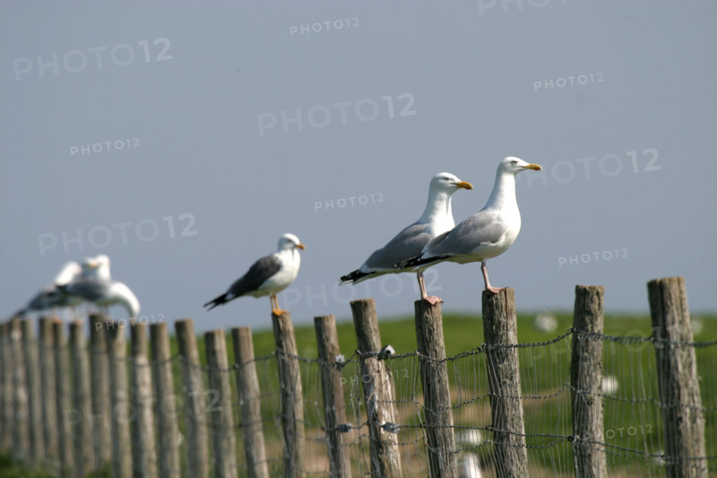France, Basse Normandie, Manche, val de saire, ile tatihou, face a saint vaast la hougue, conservatoire du littoral, goelands poses sur une cloture,