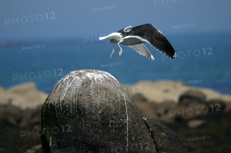 France, Basse Normandie, Manche, val de saire, ile tatihou, face a saint vaast la hougue, conservatoire du littoral, envol d'un goeland marin, rocher,