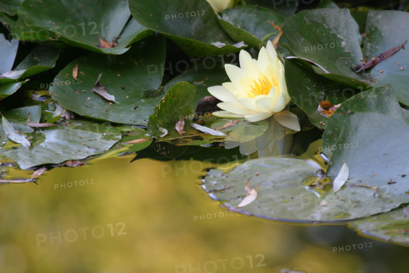 France, giverny