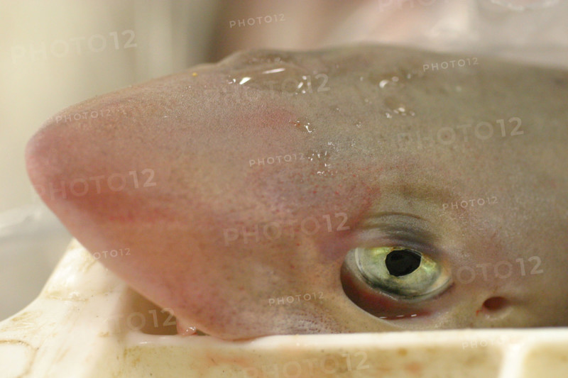 France, Basse Normandie, calvados, bessin, port en bessin, halle a maree, criee, poisson en caisse, roussette, oeil, glace,