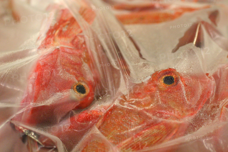 France, Basse Normandie, calvados, bessin, port en bessin, halle a maree, criee, poisson en caisse, rouget, glace,