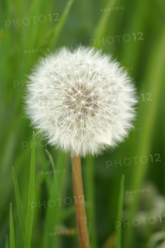 France, Normandie, vegetation, fleur de pissenlit, graines,