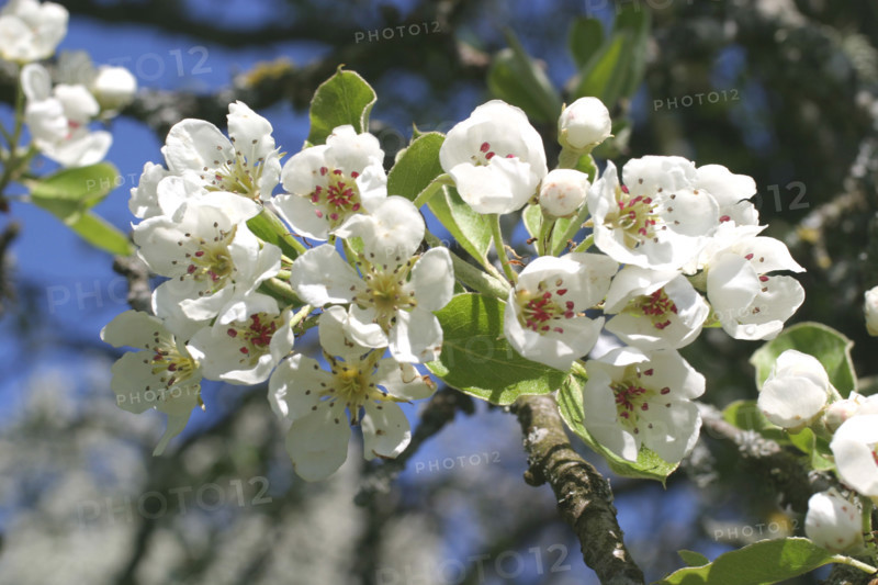 France, Normandie, orne, domfrontais, fleurs de poirier, arbr, verger,
