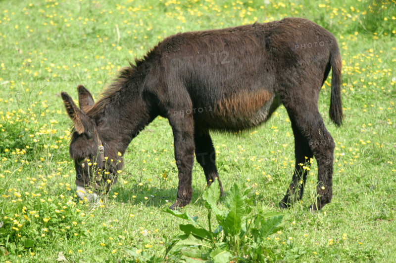 France, Basse Normandie, calvados, pays d'auge, mezidon canon, ane broutant l'herbe du pre,