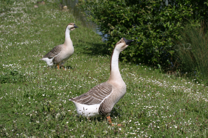 France, Haute Normandie, eure, marais vernier, reserve de la grande mare, oiseaux, oies bernaches,
