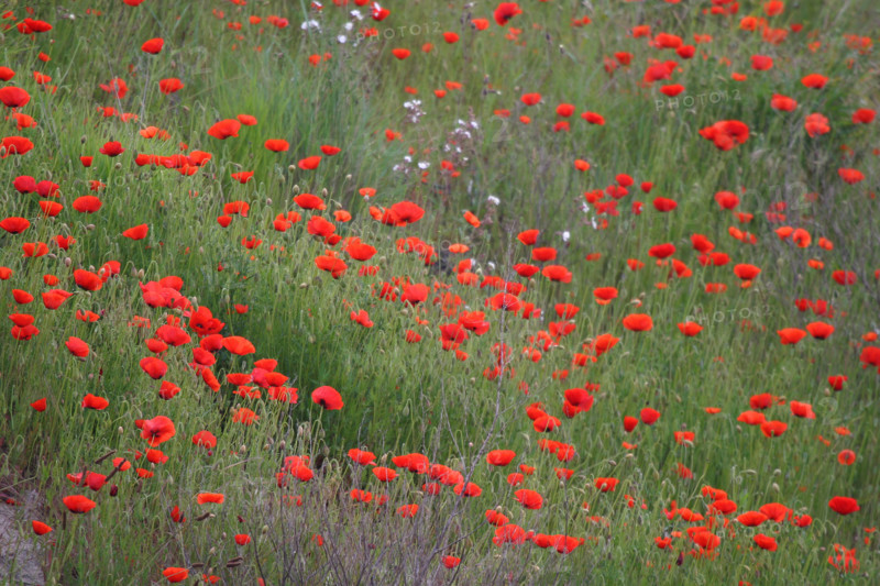 France, cotentin