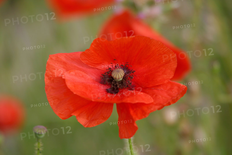 France, cotentin