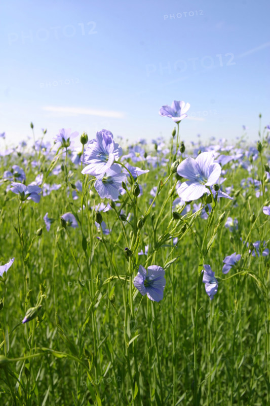 France, linen field