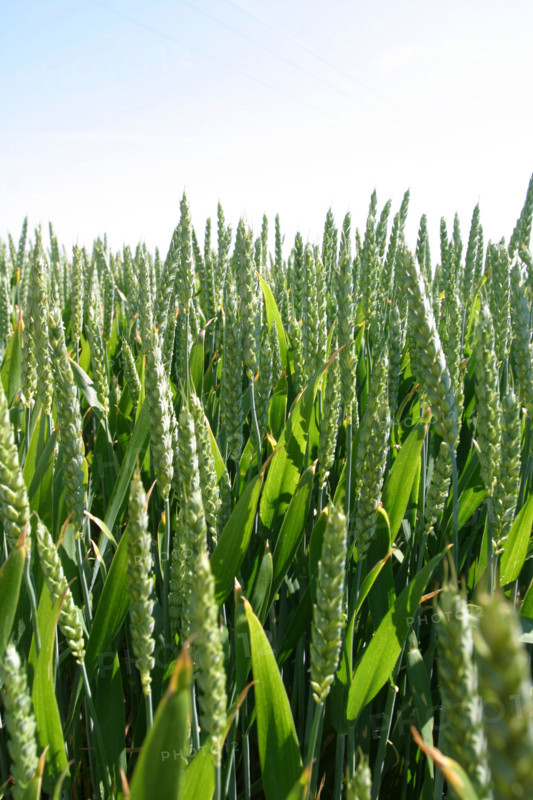 France: Normandie, Seine Maritime, agriculture, cereales, champ de ble vert,