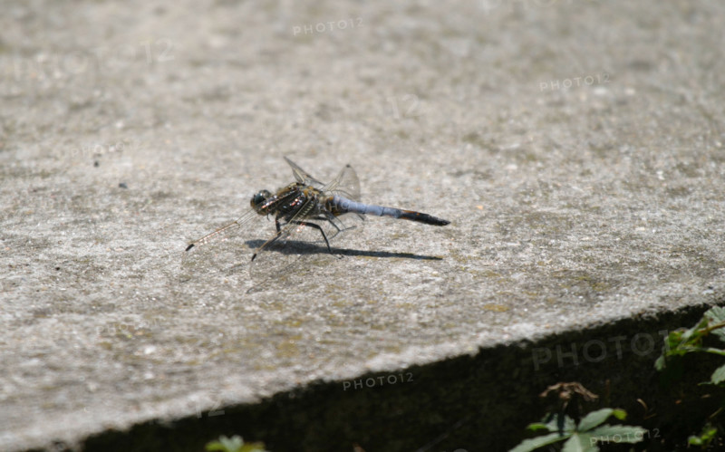 insect, normandy