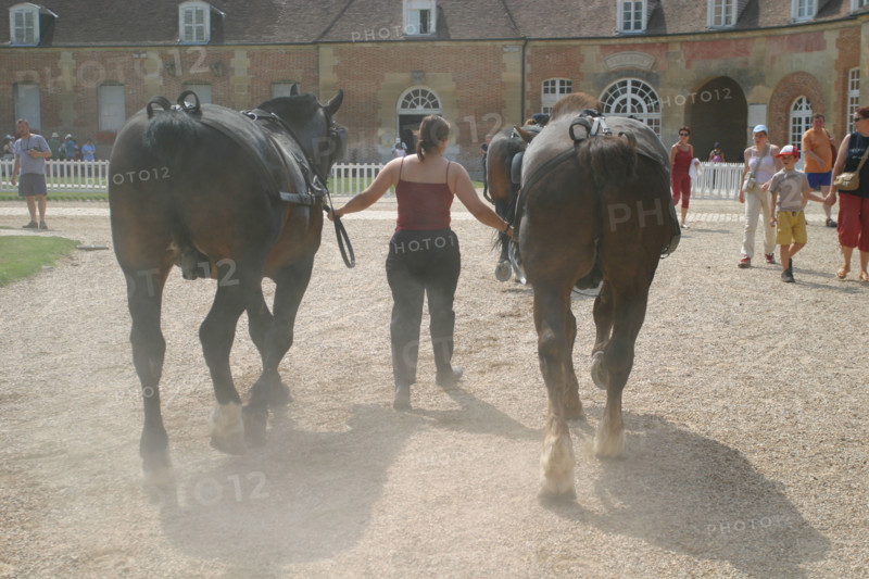 France, haras du pin