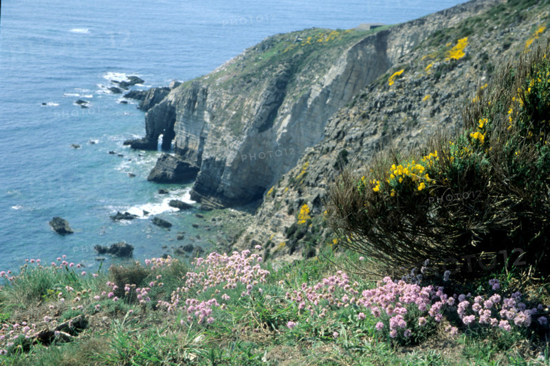 France, Bretagne, Finistere, presqu'ile de crozon, cap de la chevre, pointe, vegetation, armeries maritimes,