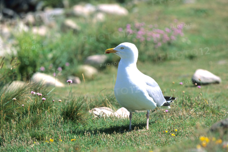 Goéland sur l'île de Bréhat