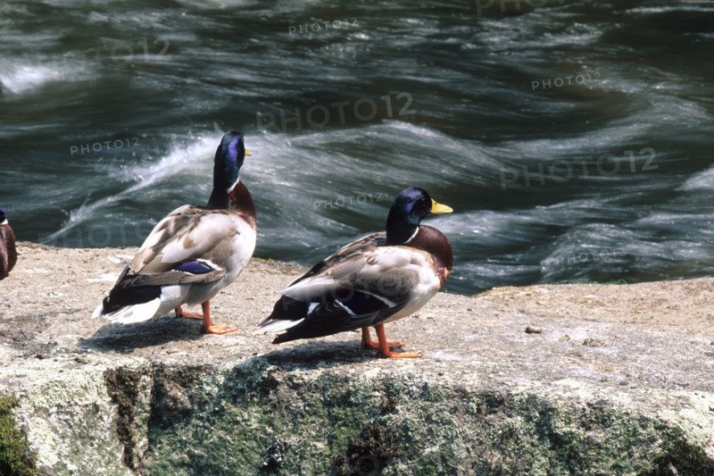 France, Bretagne, Finistere sud, Cornouaille, Pont Aven, deux canards qui regardent passer l'aven,