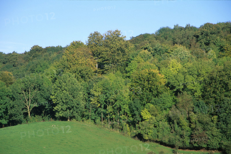 France, Haute Normandie, Seine Maritime, pays de bray, foret d'Eawy, arbres,