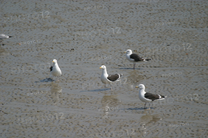 France, Bretagne, Cotes d'Armor, cote d'Emeraude, erquy, port de peche, maree basse, goelands marins,