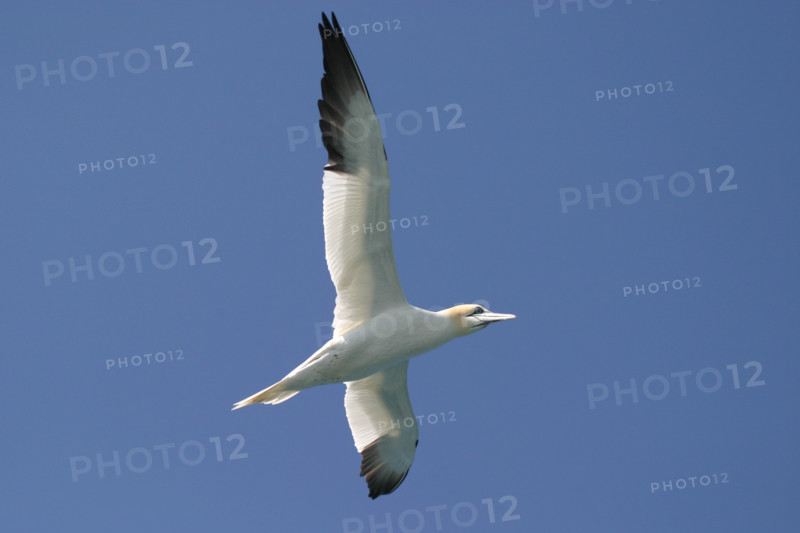 France, Bretagne, Cotes d'Armor, cote de granit rose, les sept iles, croisiere aux sept iles
ile Rouzic, colonie de fous de bassan,