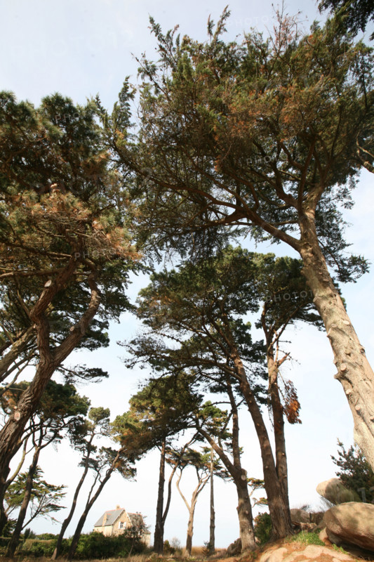 France, Bretagne, Cotes d'Armor, cote de Granit rose, tregastel, ile renote, arbres, contre plongee,