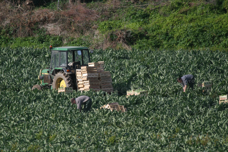 France, Bretagne, Finistere nord, pays du leon, ile de Batz, face a roscoff, cultures maraicheres, tracteur, agriculteurs au travail,