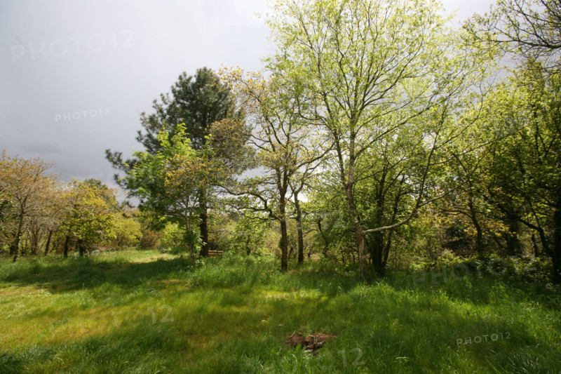 France, Bretagne, Finistere sud, Cornouaille, l'odet, site du Stangala, arbres,