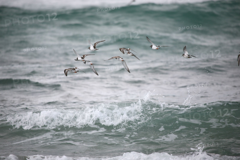France, Bretagne, Finistere sud, pays bigouden, pointe de la torche, oiseaux marins, sternes, vagues,