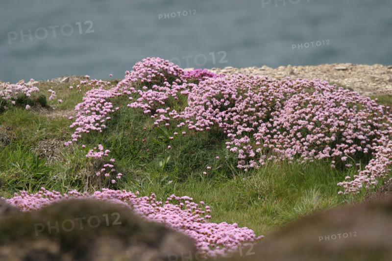 France, Bretagne, Finistere, presqu'ile de crozon, presqu'ile de crozon, cap de la chevre, vegetation, armerie maritime,