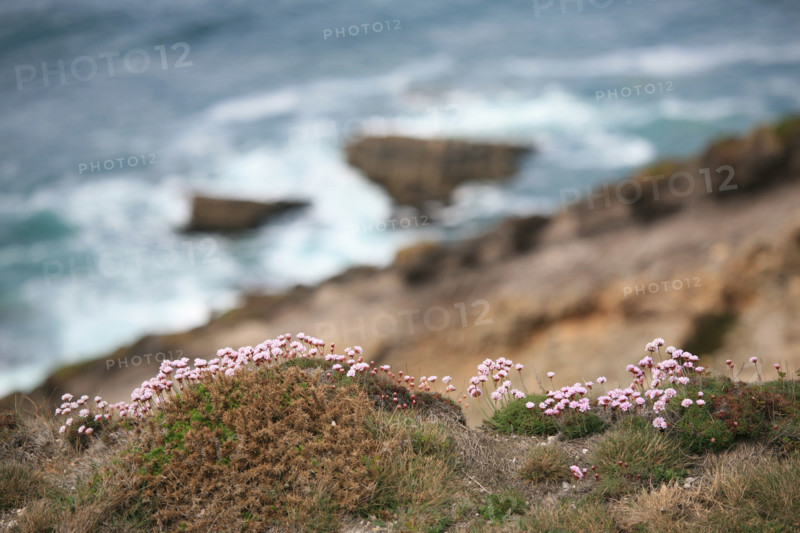 France, Bretagne, Finistere, presqu'ile de crozon, cap de la chevre, vegetation, armeries maritimes,