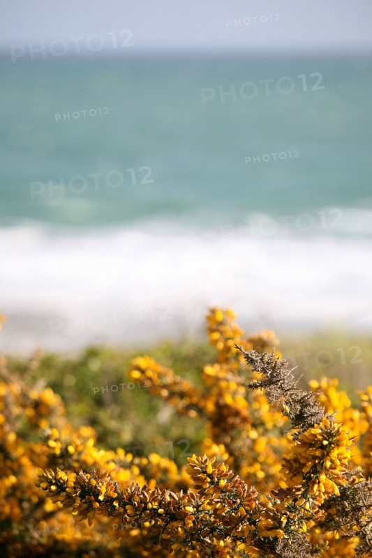 France, Bretagne, Finistere sud, Cornouaille, Nevez, littoral, mer et lande, genets, panorama,