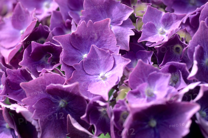 France, Bretagne, Finistere sud, Douarnenez, treboul, detail hortensias ,