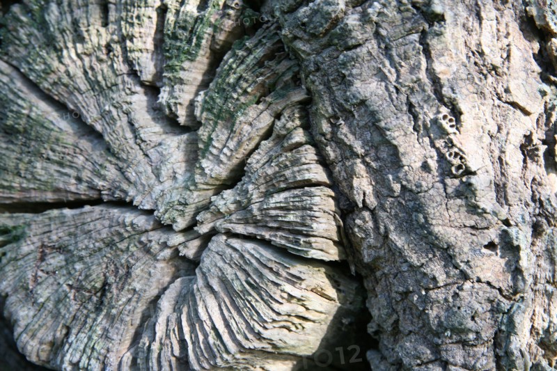 France, Bretagne, Finistere Sud, Cornouaille, Concarneau, detail d'un tronc d'arbre, promenade a partir de la plage des Sables Blancs sur le sentier des douaniers