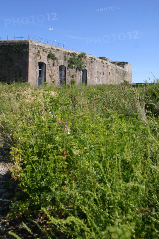 France, Basse Normandie, Manche, Cotentin, Cherbourg, rade, mer, seconde guerre mondiale, marine nationale, fort de l'ile pelee, 
persil sauvage,