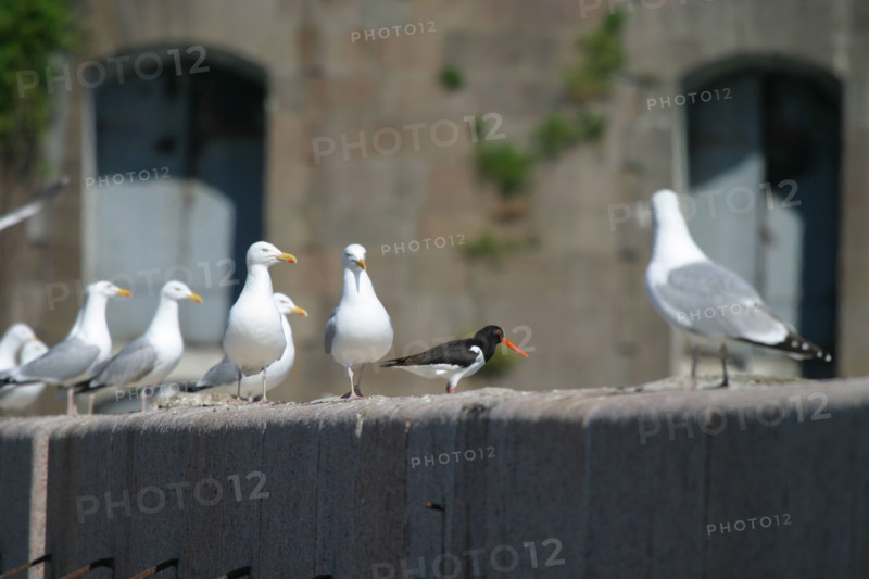 France, Basse Normandie, Manche, Cotentin, Cherbourg, rade, mer, seconde guerre mondiale, marine nationale, fort de l'ile pelee, 
goelands et un huitrier pie
