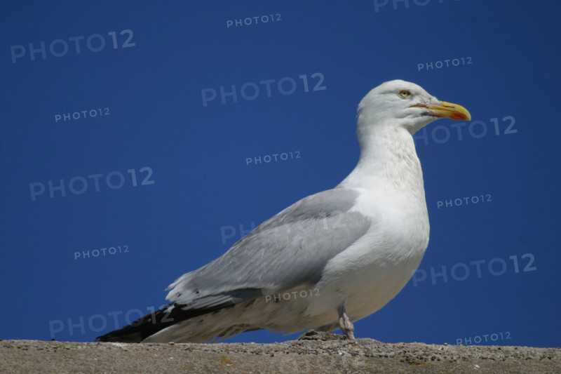 France, Basse Normandie, Manche, Cotentin, Cherbourg, rade, goeland argente, oiseau marin,