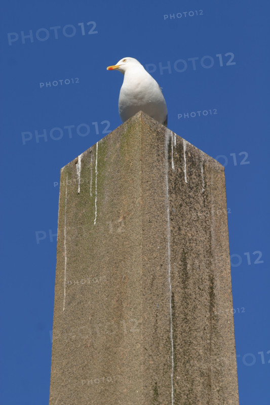 France, Basse Normandie, Manche, Cotentin, Cherbourg, obelisque, goeland argente, oiseau marin,